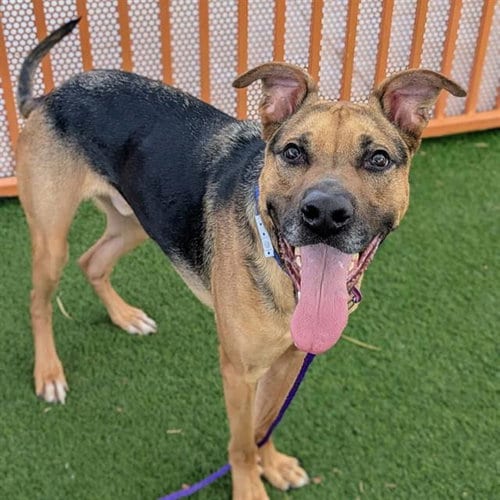 Photo of Muffin, adoptable Pit Bull Terrier in Las Vegas, Nevada