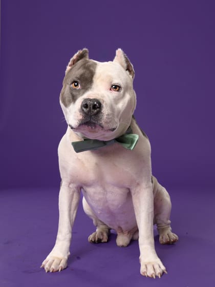 Photo of Monsieur Mozzarella, adoptable dog in Atlanta, Georgia