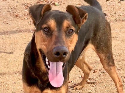 Photo of Space Jam, adoptable dog in Georgetown, Texas