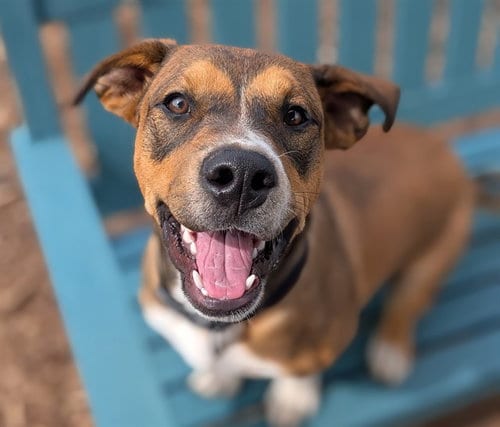 Photo of Cubadult, adoptable Labrador Retriever in Denver, Colorado