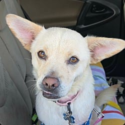 Photo of Sandie Dee, adoptable Pug in Fort Collins, Colorado