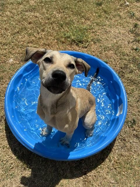 Photo of Jenna, adoptable Labrador Retriever in Killeen, Texas