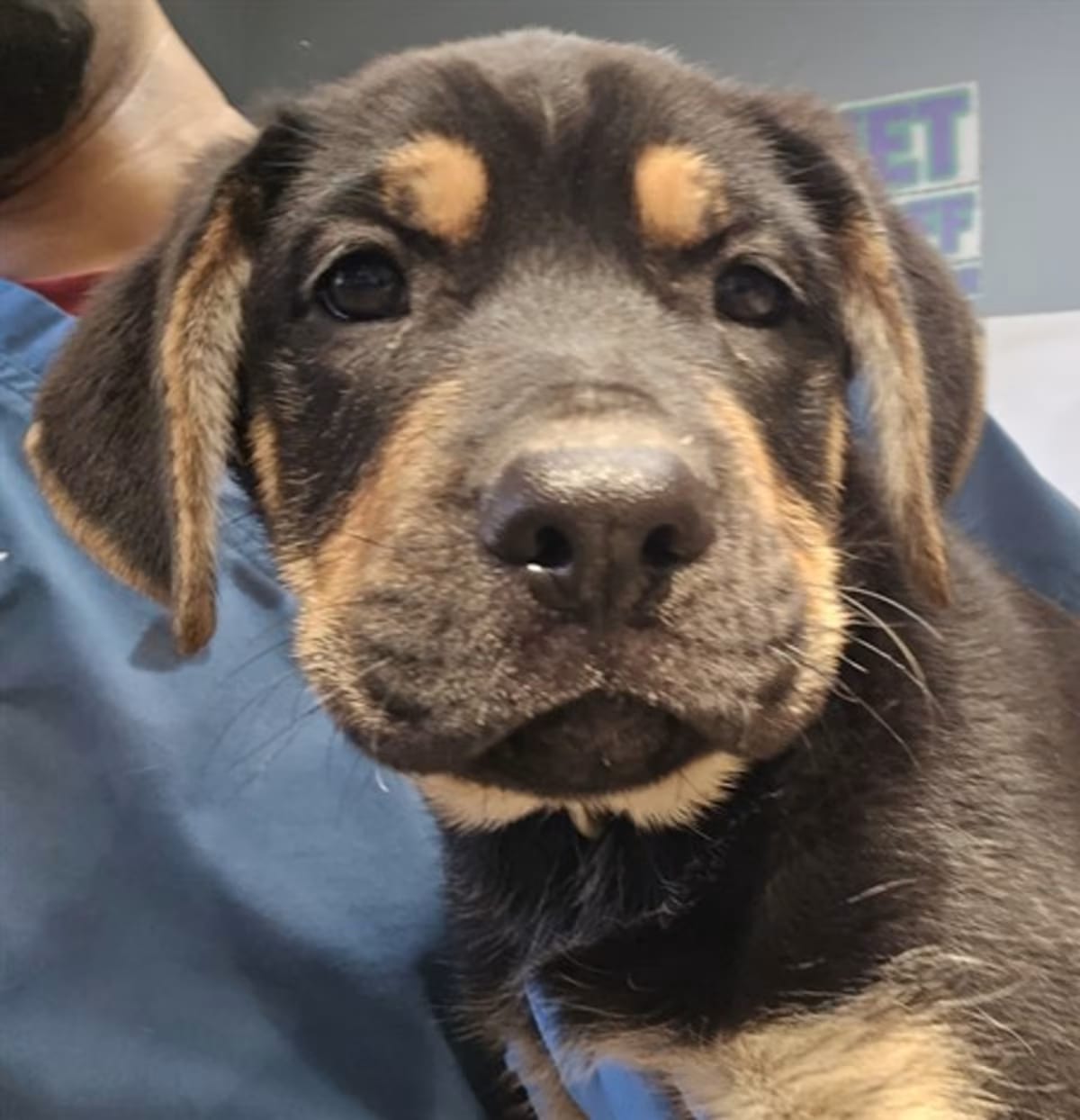 Photo of A1938367, adoptable Shepherd (Unknown Type) in Jurupa Valley, California