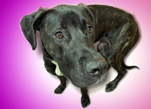 Photo of Fendi, adoptable Labrador Retriever in Ft Lauderdale, Florida