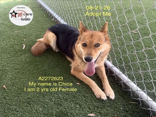 Photo of Chica, adoptable German Shepherd Dog in Los Angeles, California