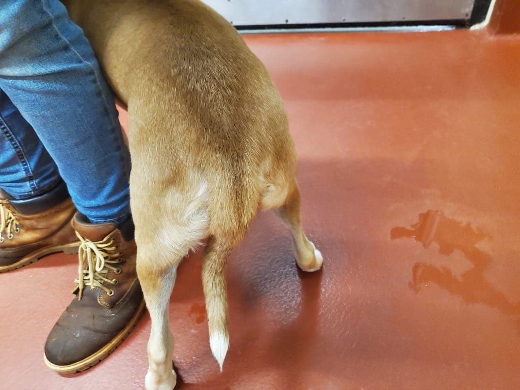 Photo of Chips, adoptable Mixed Breed in Douglasville, Georgia