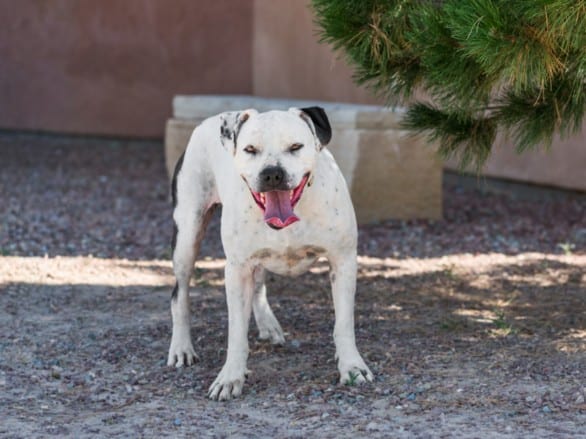 Photo of Lucien, adoptable Mixed Breed in Santa Fe, New Mexico