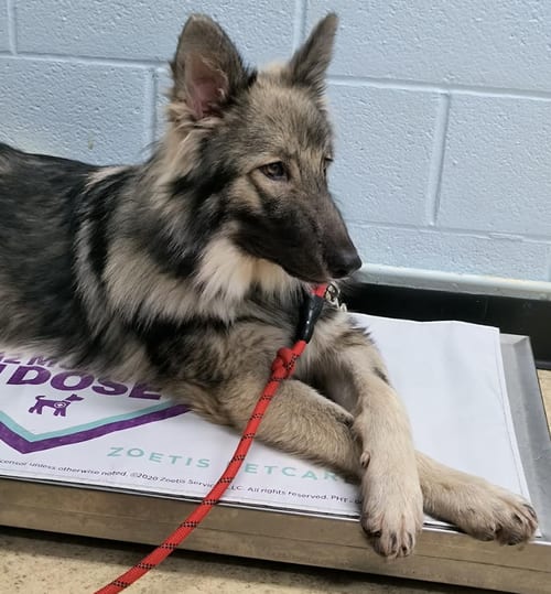 Photo of Tatum, adoptable German Shepherd Dog in Kansas City, Missouri