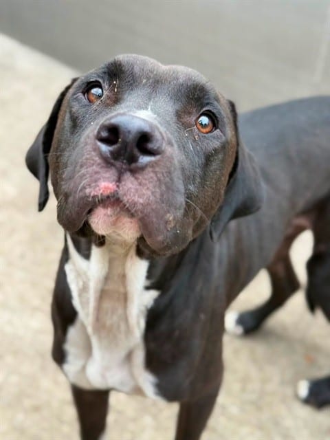 Photo of Sir Autumn, adoptable American Pit Bull Terrier in Chicago, Illinois