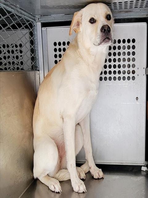 Photo of Stingray, adoptable Labrador Retriever in Garland, Texas