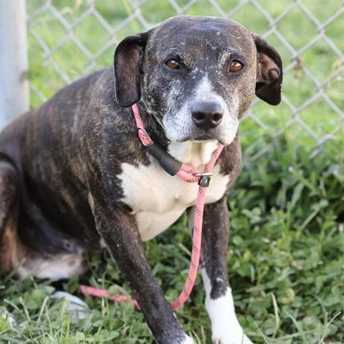 Photo of Lena, adoptable Staffordshire Bull Terrier in Modesto, California
