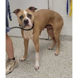 Photo of Praline, adoptable American Pit Bull Terrier in Kansas City, Missouri