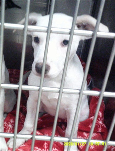 Photo of A480538, adoptable Terrier in Oklahoma City, Oklahoma