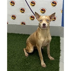 Photo of Caneri, adoptable Mixed Breed (Medium) in Land O'Lakes, Florida