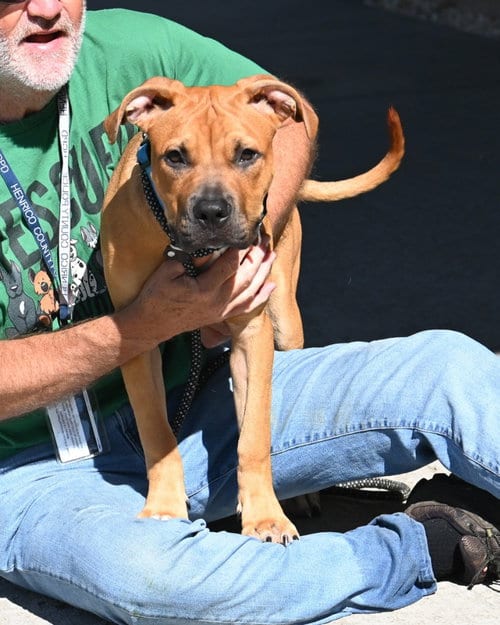 Photo of DQ 63 Waffles, adoptable Mastiff in Glen Allen, Virginia