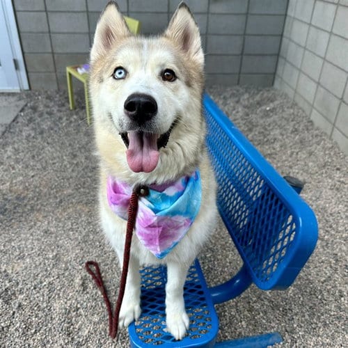 Photo of Honey, adoptable Siberian Husky in Mesa, Arizona