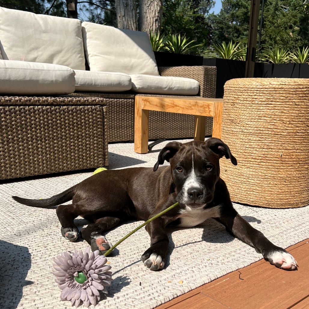 Photo of Blitz, adoptable Mixed Breed (Medium) in Bend, Oregon