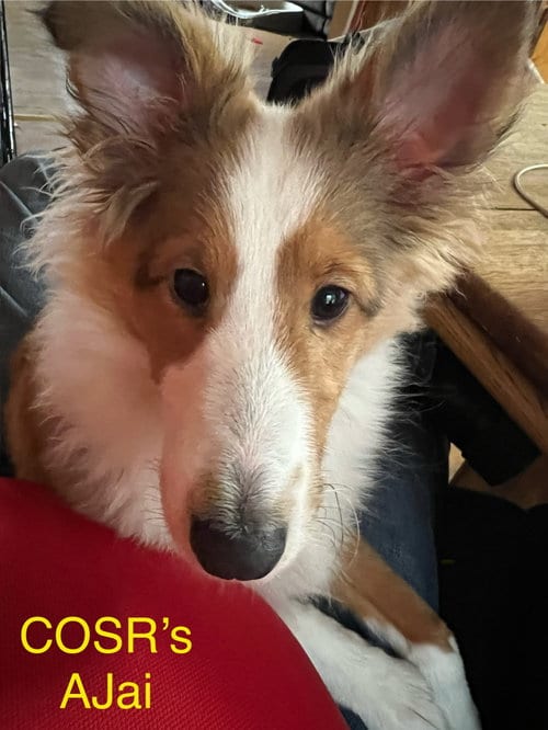 Photo of AJai, adoptable Shetland Sheepdog Sheltie in Columbus, Ohio