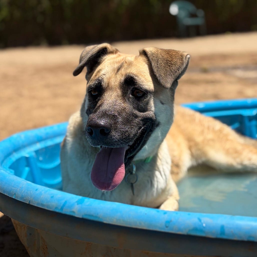 Photo of Azalea, adoptable Shepherd / Mixed Breed (Medium) in Riverside, California