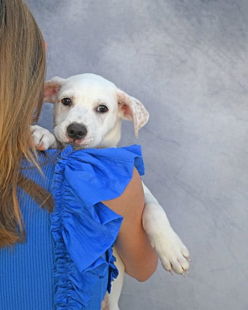 Photo of Paisley, adoptable Unknown breed in Rancho Santa Fe, California