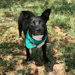 Photo of Ace JuM, adoptable Terrier (Unknown Type, Medium) Mixed Breed (Medium) in Hartford, Connecticut