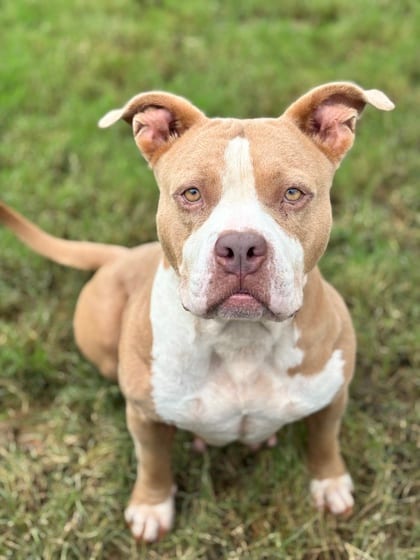 Photo of Glitter Gal, adoptable dog in Atlanta, Georgia