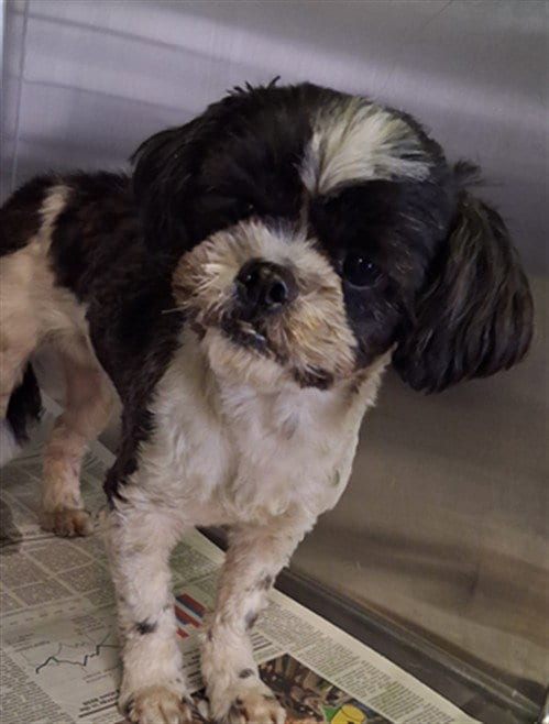 Photo of Cathy, adoptable Shih Tzu in Los Angeles, California