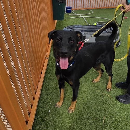 Photo of Charlie, adoptable Rottweiler in Las Vegas, Nevada
