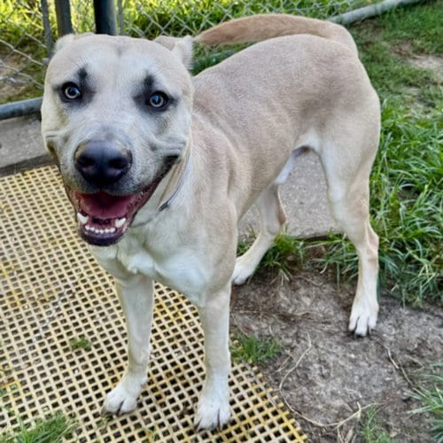 Photo of Tiko, adoptable Staffordshire Bull Terrier in Houston, Texas
