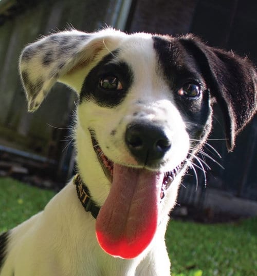 Photo of Al Pawpone, adoptable Terrier in Canton, Connecticut