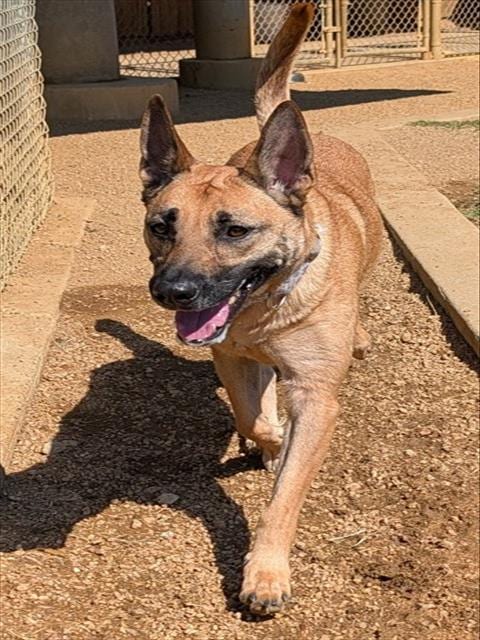 Photo of Mia, adoptable Belgian Shepherd Malinois in Plano, Texas
