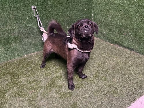 Photo of Pauly D, adoptable Pug in Lancaster, California