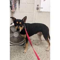 Photo of Rolf, adoptable Mixed Breed (Medium) in Kansas City, Missouri