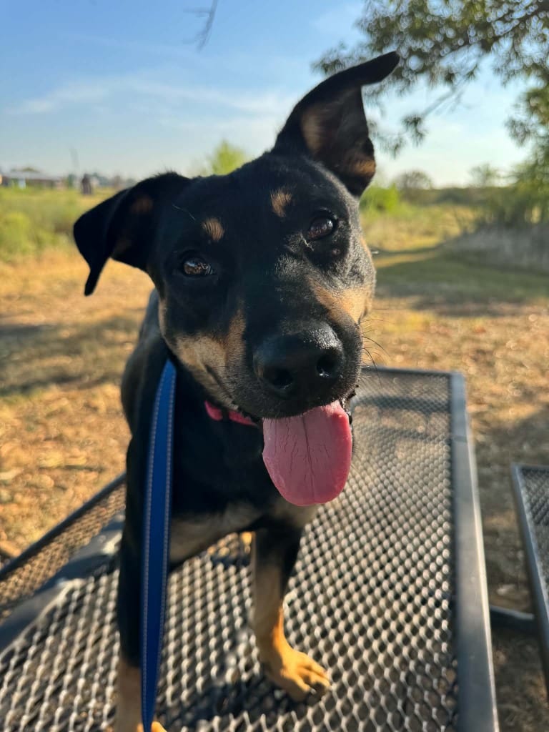 Photo of Enzo, adoptable Rottweiler in East Ridge, Tennessee