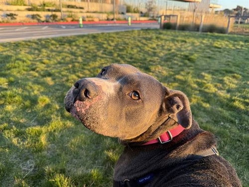 Photo of Sadie, adoptable American Pit Bull Terrier in Berkeley, California