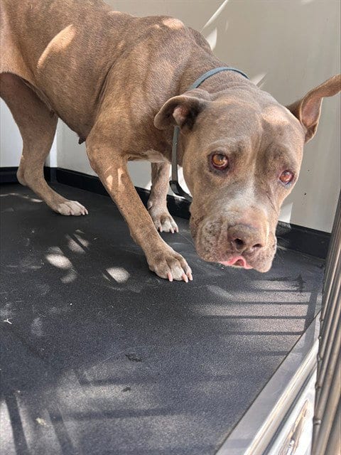 Photo of Lucky, adoptable Pit Bull Terrier in Bakersfield, California