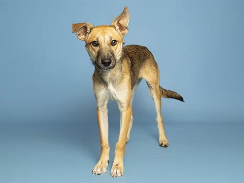 Photo of Jacob, adoptable German Shepherd Dog in Phoenix, Arizona