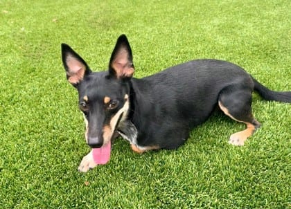 Photo of Cleo, adoptable Australian Cattle Dog/Mix in Bakersfield, California