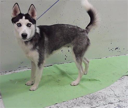 Photo of Luna, adoptable Alaskan Klee Kai in Houston, Texas