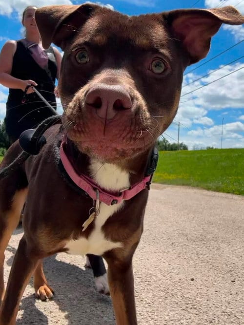 Photo of QP (Quarter Pounder), adoptable Pit Bull Terrier in Cedar Rapids, Iowa