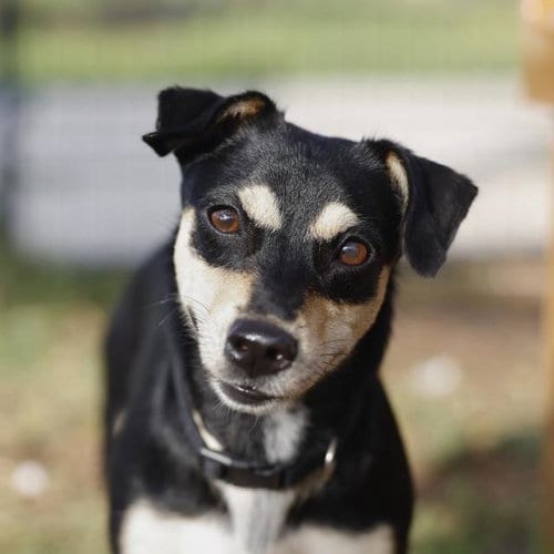 Photo of Misty, adoptable Chihuahua in San Antonio, Texas
