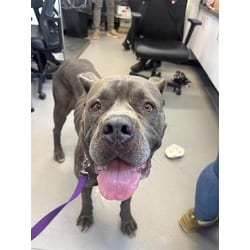 Photo of Popeyes, adoptable Cane Corso in New Castle, Delaware