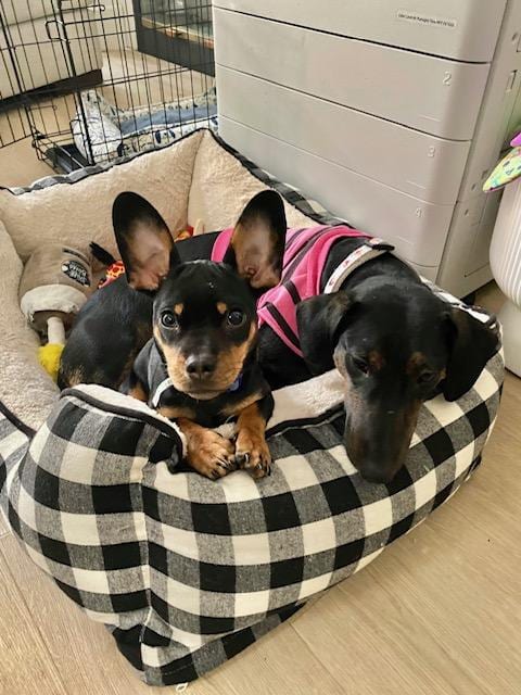 Photo of Puppy Norman - Bonded With Daisy - So Ca, adoptable Dachshund in Los Angeles, California