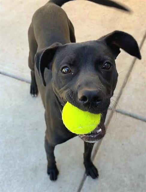 Photo of Kaido, adoptable American Staffordshire Terrier in Sacramento, California
