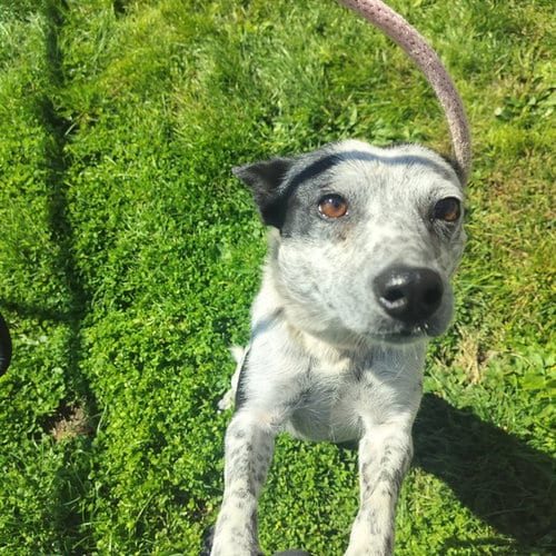Photo of Ebony, adoptable Australian Cattle Dog/Blue Heeler in Pueblo, Colorado