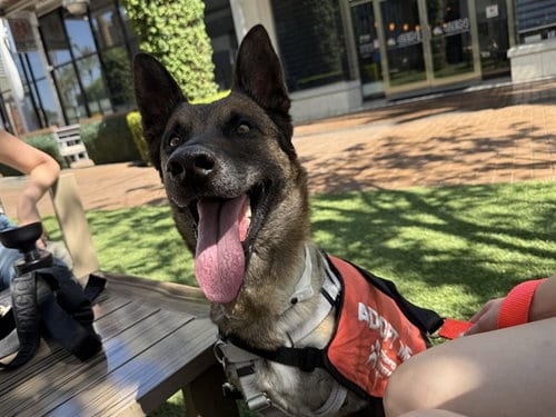 Photo of Nylah, adoptable Belgian Shepherd Malinois in Phoenix, Arizona