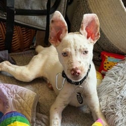 Photo of Bean, adoptable Australian Shepherd in New York, New York