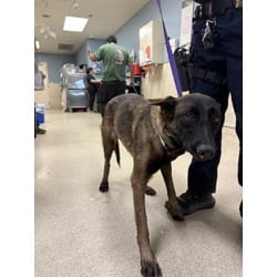 Photo of Primrose, adoptable Belgian Malinois in Jurupa Valley, California