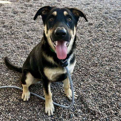 Photo of Nala, adoptable German Shepherd Dog in Mesa, Arizona