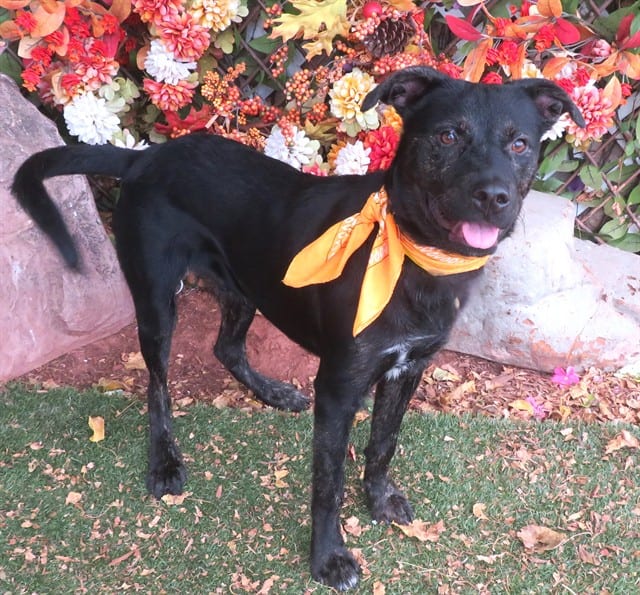 Photo of Bobo, adoptable Labrador Retriever mix in Oklahoma City, Oklahoma